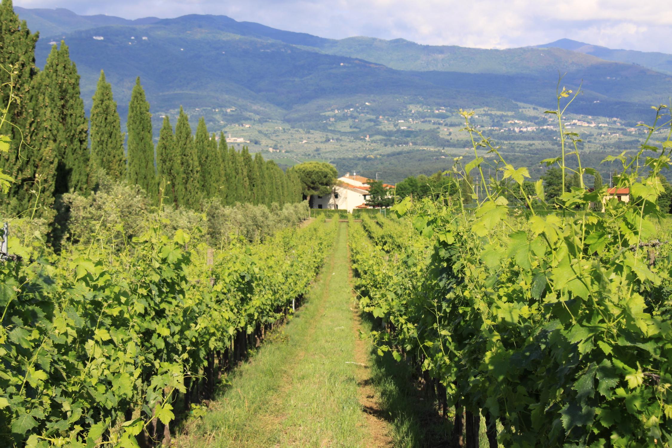 Agriturismo a Firenze | Fattoria Pagnana, Appartamento Quaglie