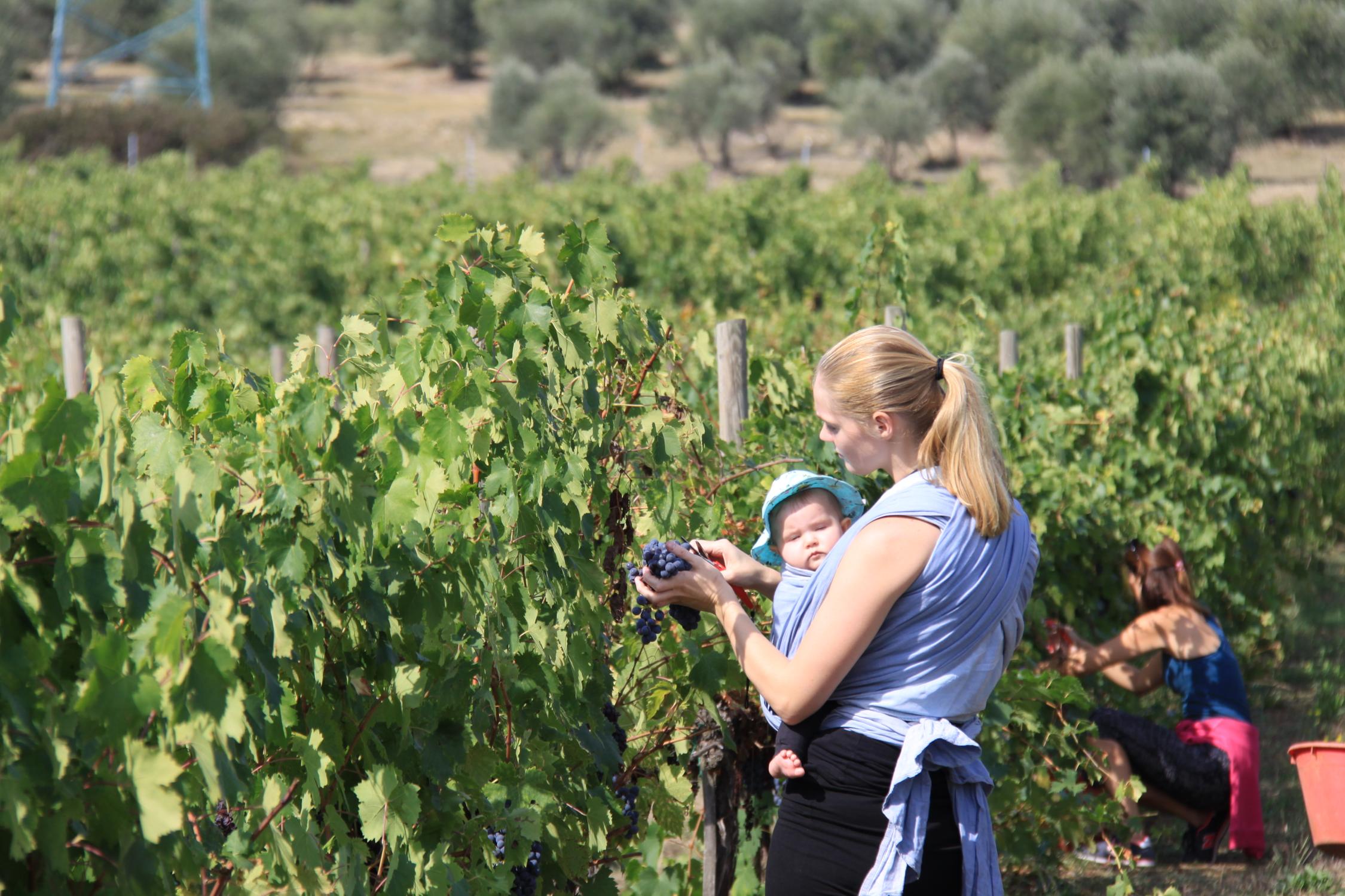 Vendita Vino Chianti | Fattoria Pagnana vendita diretta di vino a Firenze, Toscana