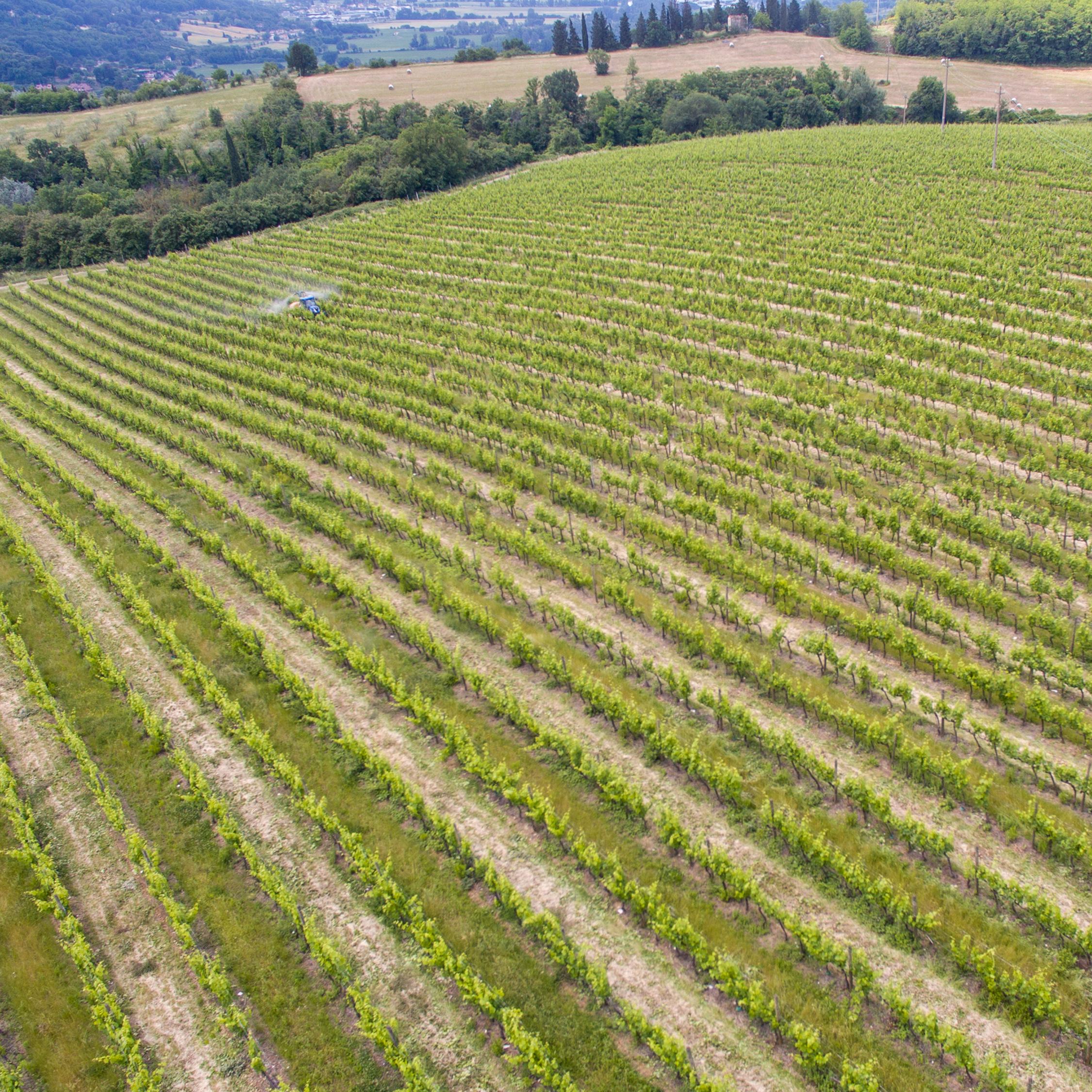 Vendita Vino Chianti | Fattoria Pagnana vendita diretta di vino a Firenze, Toscana