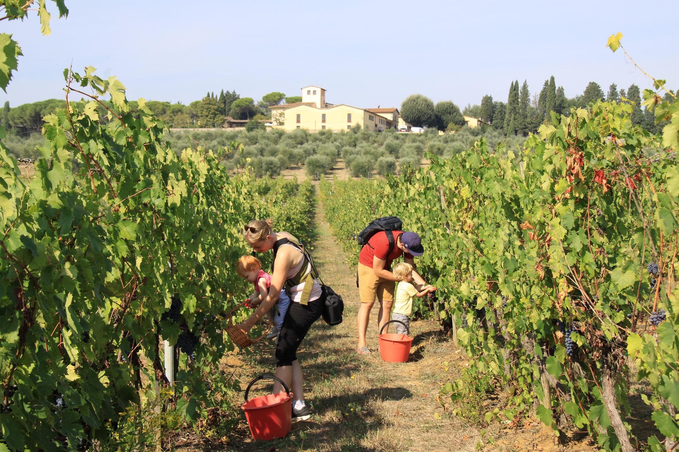 Vendita Vino Chianti | Fattoria Pagnana vendita diretta di vino a Firenze, Toscana