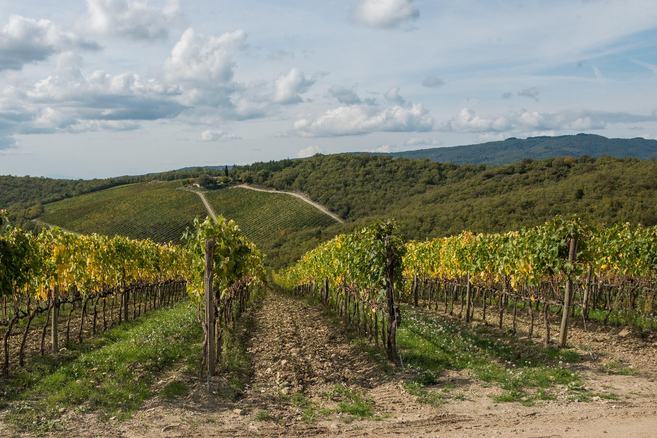 Cosa vedere nei dintorni di Fattoria Pagnana, Agriturismo nel Chianti a pochi chilometri da Firenze